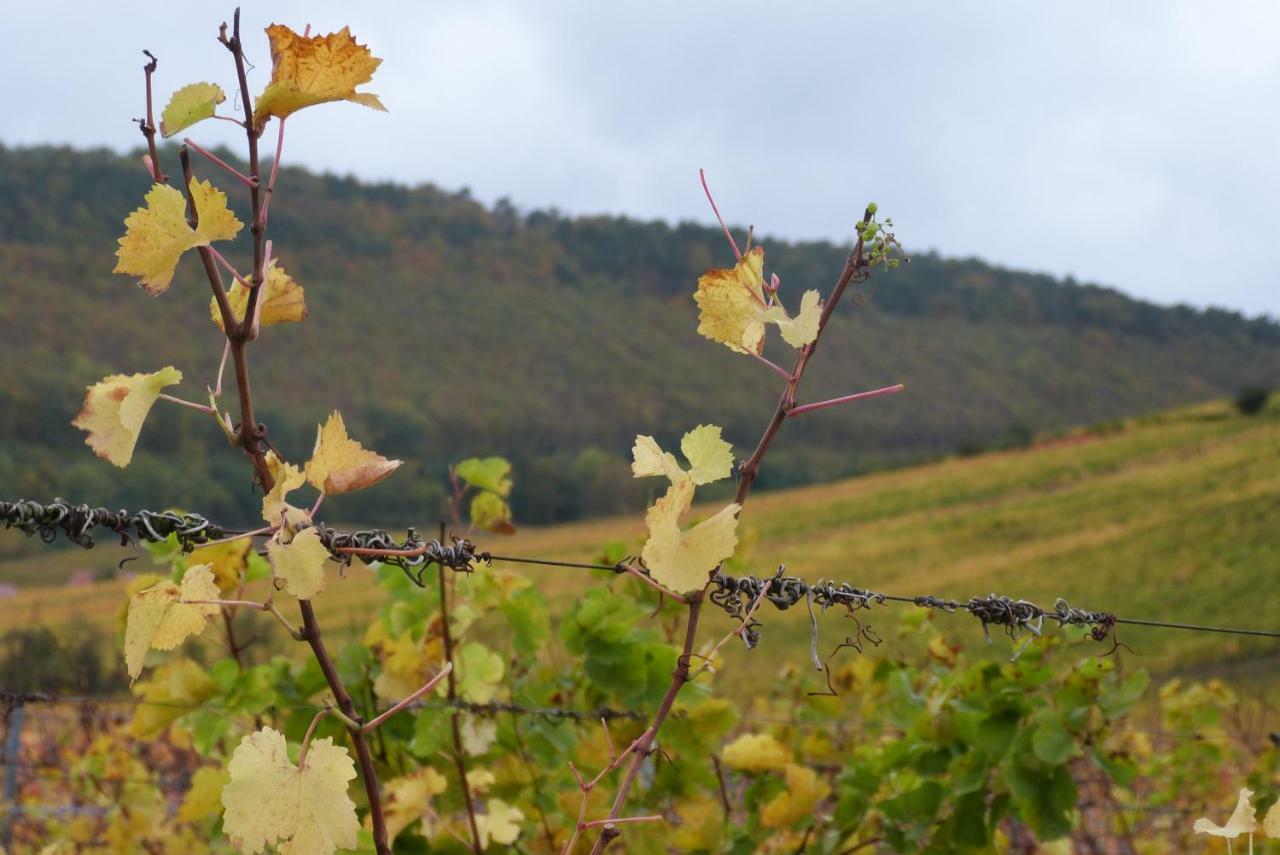 Marcia Donatti - A L'Ombre Des Coteaux Sao Paulo Hotel Kaysersberg-Vignoble Kültér fotó